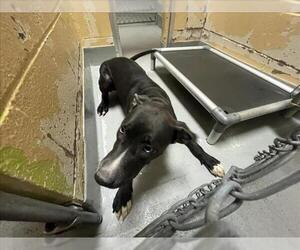 Mutt Dogs for adoption in Tulsa, OK, USA