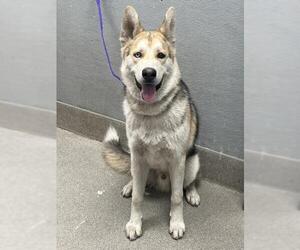 Huskies -Unknown Mix Dogs for adoption in Las Vegas, NV, USA
