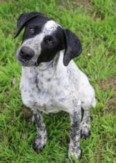 Medium Photo #1 Pointer Puppy For Sale in Austin, TX, USA