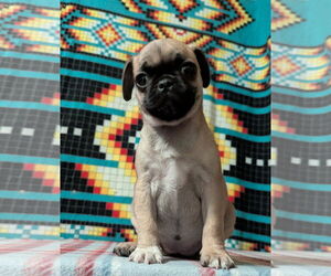Pug-Unknown Mix Dogs for adoption in FAIRLAWN, OH, USA