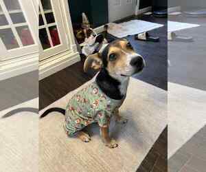 Mutt Dogs for adoption in Coralville, IA, USA