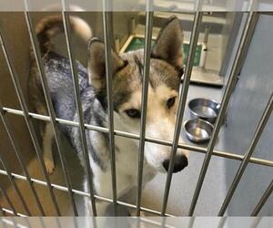 Siberian Husky Dogs for adoption in Rancho Cucamonga, CA, USA