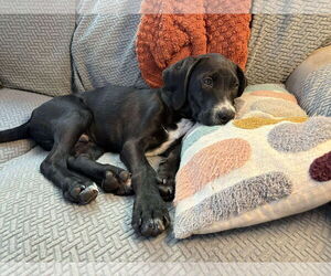 Pointer-Unknown Mix Dogs for adoption in pomfret, CT, USA