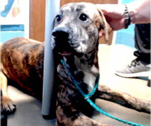 Bullboxer Pit Dogs for adoption in Houston, TX, USA