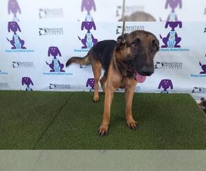 Mutt Dogs for adoption in Orlando, FL, USA