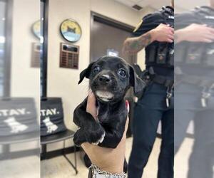 Chihuahua Dogs for adoption in Sugar Land, TX, USA