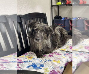 Australian Shepherd-Unknown Mix Dogs for adoption in Bolivar, MO, USA