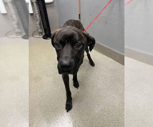 Labrador Retriever-Unknown Mix Dogs for adoption in Las Vegas, NV, USA