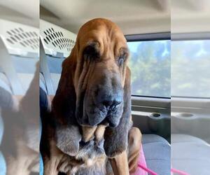 Bloodhound Dogs for adoption in Denton, TX, USA