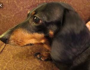 Medium Photo #1 Dachshund Puppy For Sale in Claremore, OK, USA