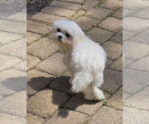 Maltese Dogs for adoption in Oakhurst, NJ, USA