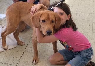 Golden Labrador Dogs for adoption in Mt Vernon, IN, USA