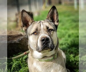 Akita-Siberian Husky Mix Dogs for adoption in Yreka, CA, USA