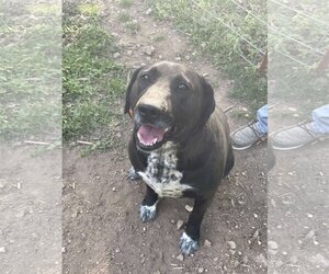 Great Dane-Labrador Retriever Mix Dogs for adoption in Harrison, AR, USA