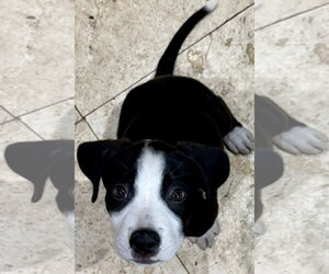 Labrador Retriever Dogs for adoption in Boca Raton, FL, USA