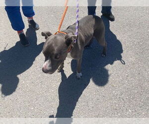 American Staffordshire Terrier Dogs for adoption in Ocala, FL, USA