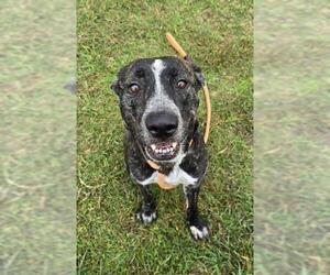 American Pit Bull Terrier-Unknown Mix Dogs for adoption in Louisville, KY, USA