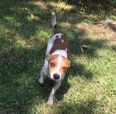 Small Jack Russell Terrier Mix