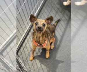 Chihuahua-Unknown Mix Dogs for adoption in Fair Oaks, CA, USA
