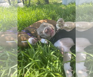 Mutt Dogs for adoption in Davie, FL, USA