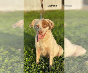 Australian Shepherd Dogs for adoption in Livonia, MI, USA