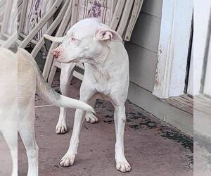 American Staffordshire Terrier-Unknown Mix Dogs for adoption in San Antonio, TX, USA