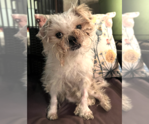 Mutt Dogs for adoption in Brooklyn, NY, USA