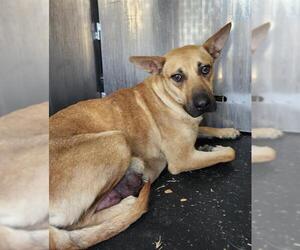 American Staffordshire Terrier-Unknown Mix Dogs for adoption in San Antonio, TX, USA