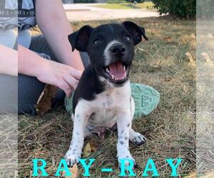 Rat Terrier Dogs for adoption in Columbia, TN, USA