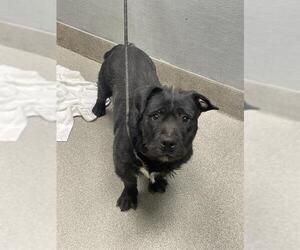 American Pit Bull Terrier-Unknown Mix Dogs for adoption in Las Vegas, NV, USA