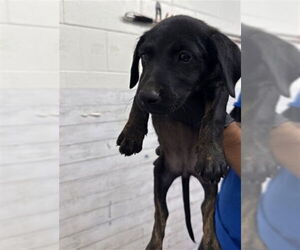 American Pit Bull Terrier-Unknown Mix Dogs for adoption in San Bernardino, CA, USA