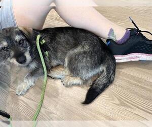 Dachshund Dogs for adoption in Pearland, TX, USA