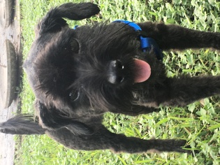 Poodle (Miniature)-Unknown Mix Dogs for adoption in Lake Jackson, TX, USA