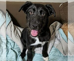 Labrador Retriever-Unknown Mix Dogs for adoption in Spring Lake, NC, USA