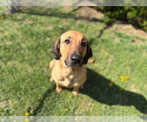 Bloodhound-Unknown Mix Dogs for adoption in Tulsa, OK, USA