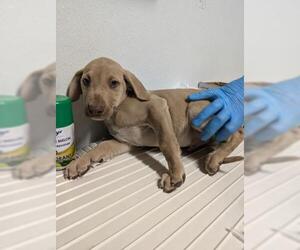 Catahoula Leopard Dog-Unknown Mix Dogs for adoption in Bakersfield, CA, USA