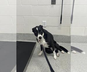 Border Collie Dogs for adoption in Fort Collins, CO, USA