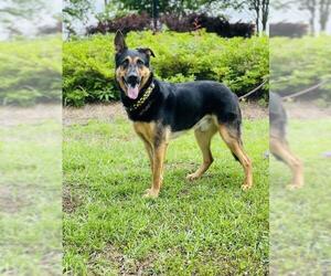 German Shepherd Dog-Unknown Mix Dogs for adoption in Royse City , TX, USA
