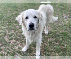 Great Pyrenees Dogs for adoption in Texas City, TX, USA