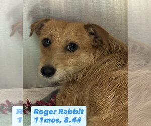 Dachshund-Unknown Mix Dogs for adoption in San Diego , CA, USA
