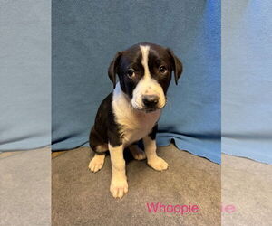 Labrador Retriever-Retriever Mix Dogs for adoption in Duluth, MN, USA