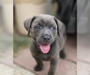 Labrador Retriever-Unknown Mix Dogs for adoption in McKinney, TX, USA