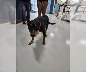 Rottweiler-Unknown Mix Dogs for adoption in Temple, TX, USA