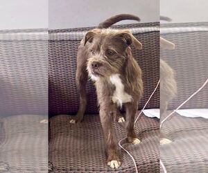 Pekingese-Unknown Mix Dogs for adoption in Westwood, NJ, USA