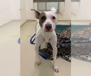 American Pit Bull Terrier Dogs for adoption in Fremont, CA, USA