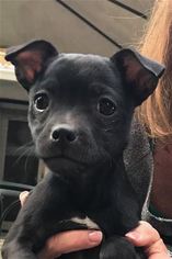 Italian Greyhuahua Dogs for adoption in Pleasanton, CA, USA