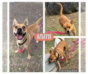 Mutt Dogs for adoption in San Antonio, TX, USA