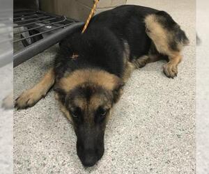 German Shepherd Dog-Unknown Mix Dogs for adoption in Conroe, TX, USA