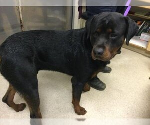 Rottweiler Dogs for adoption in Riverside, CA, USA