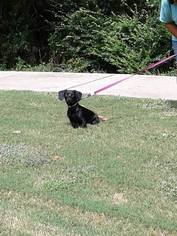 Dachshund Dogs for adoption in Scottsboro, AL, USA